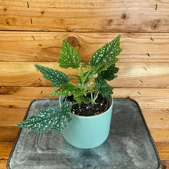 Begonia Angel Wing Lois Burke, 4” Plant