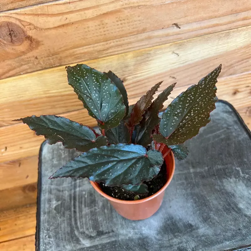 Begonia Angel Wing Lynda Dawn, 4” Plant