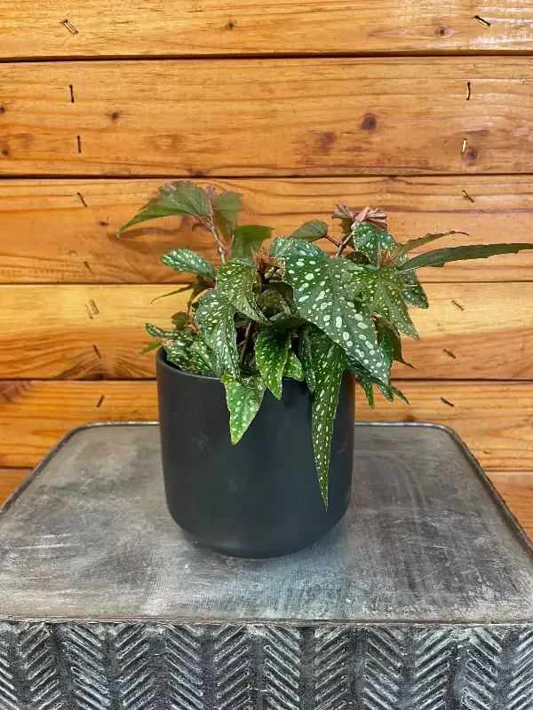 Begonia Angel Wing Medora, 4″ Plant