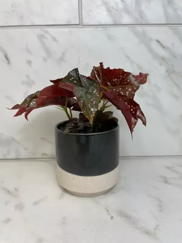 Begonia Cracklin Rose, 4” Plant