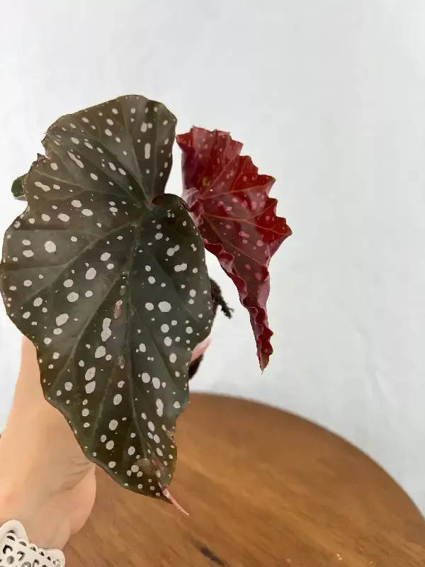 Begonia Cracklin Rosie
