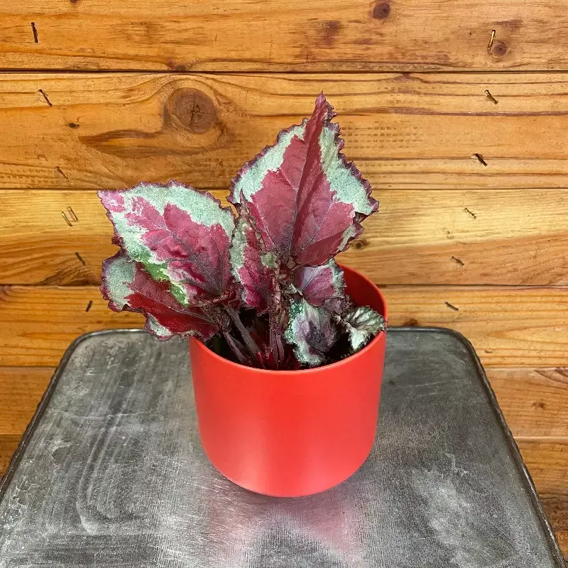 Begonia Rex Mayotte, 4″ Plant