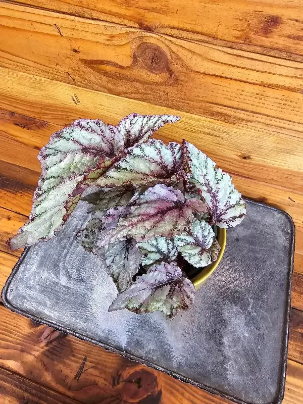 Begonia Rex Reunion, 4″ Plant