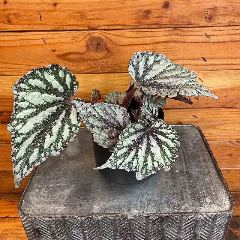 Begonia Rex Sumatra, 4″ Plant