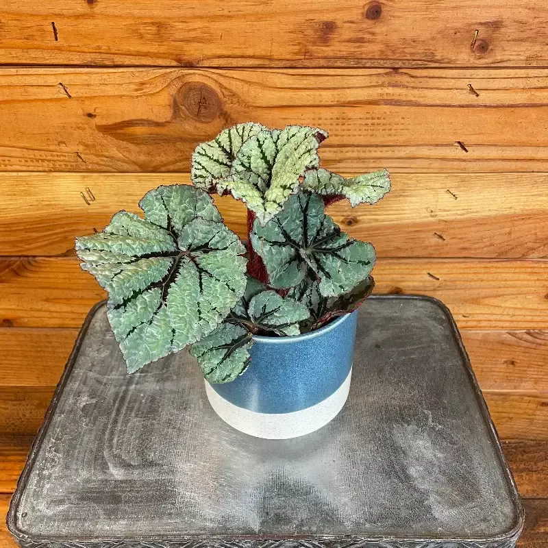 Begonia Rex Sunda, 4″ Plant
