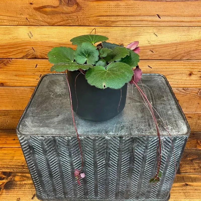 Begonia Strawberry Dark Form, 4″ Plant