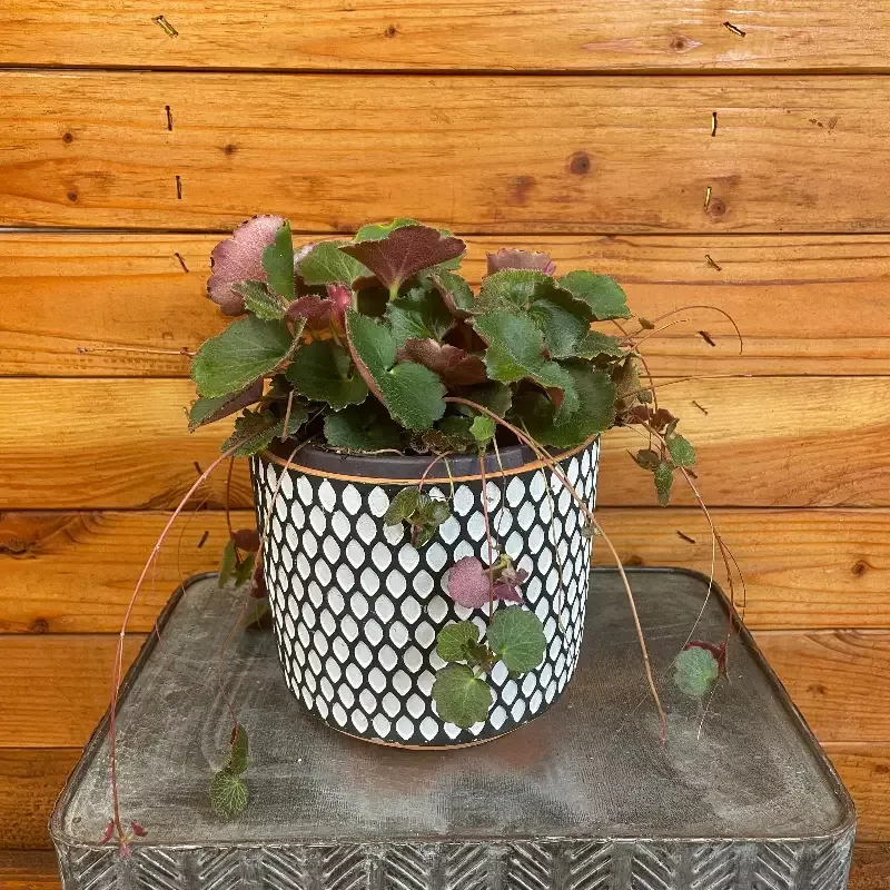 Begonia Strawberry Dark Form, 6″ Plant