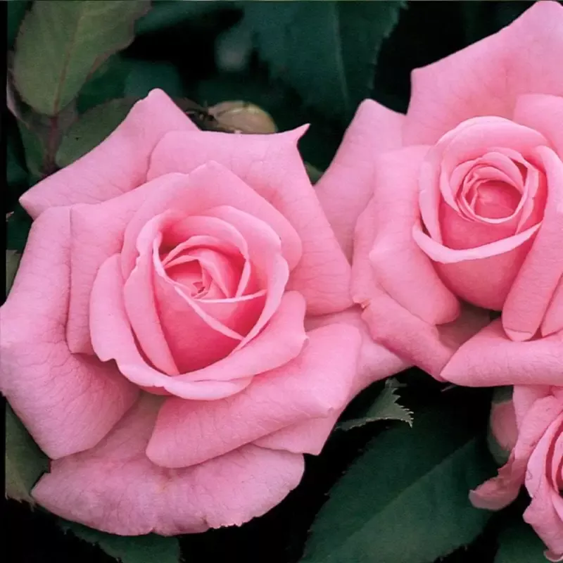 Belinda Dream Rose