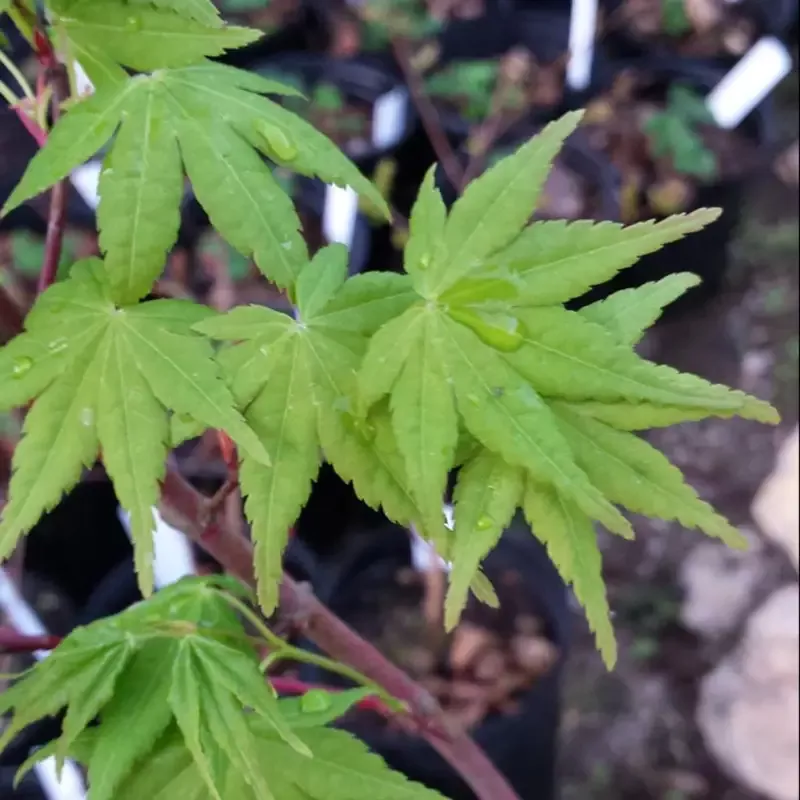 Beni Kawa Japanese Maple Tree