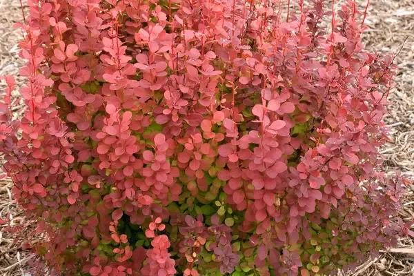 Berberis- Orange Rocket Barberry-5 Gallon
