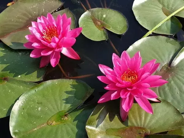 Bernice Ikins—- FRAGRANT FLOWER