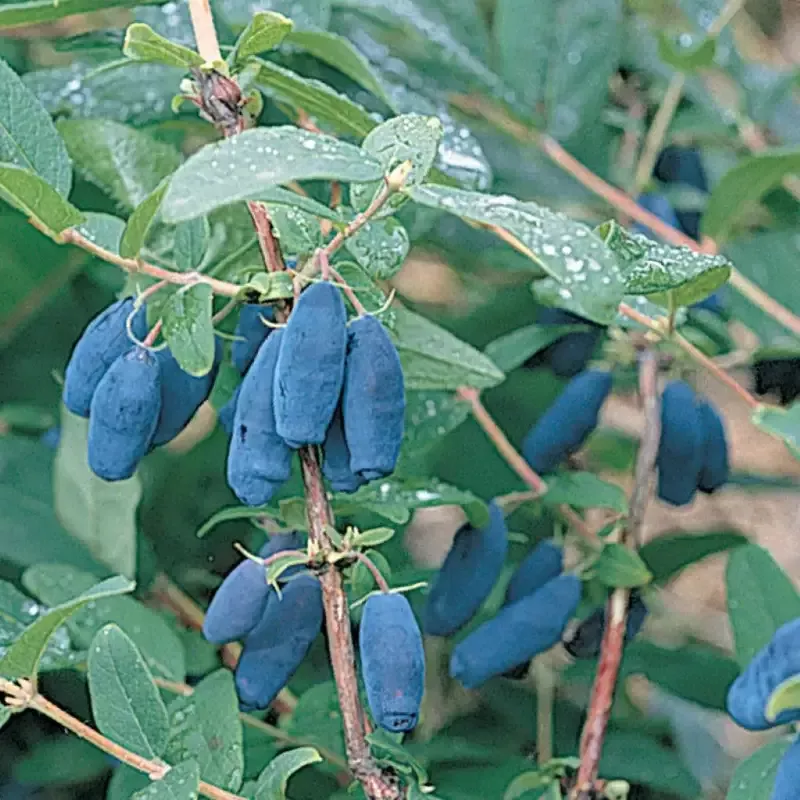 Berry Blue Honeyberry Bush
