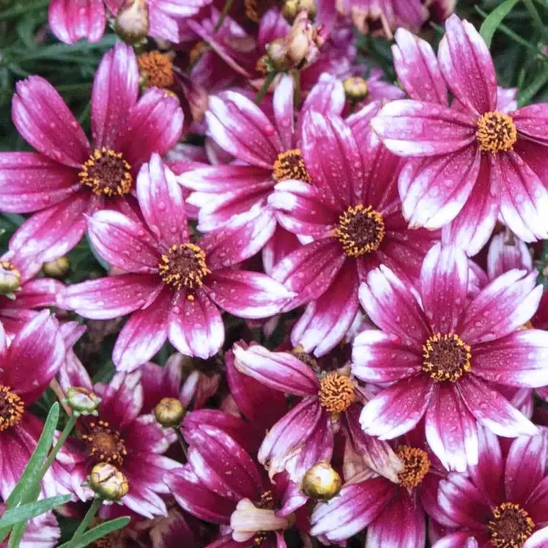 ‘Berry Chiffon’ Tickseed