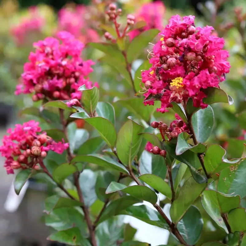 Berry Dazzle Crape Myrtle