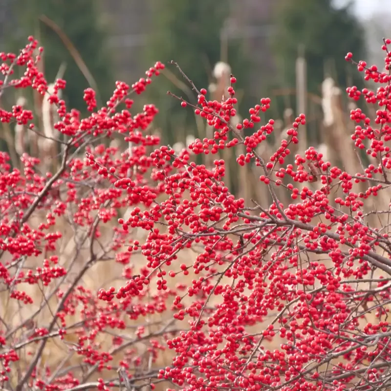 Berry Heavy™ Winterberry Holly (Ilex)