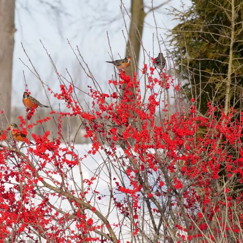Berry Poppins™ Winterberry Holly (Ilex)