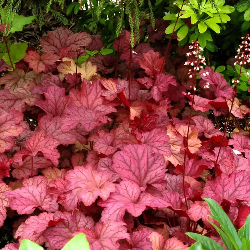 ‘Berry Smoothie’ Coral Bells (Heuchera)