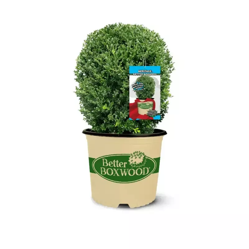 Better Boxwood™ Heritage™ Shrub