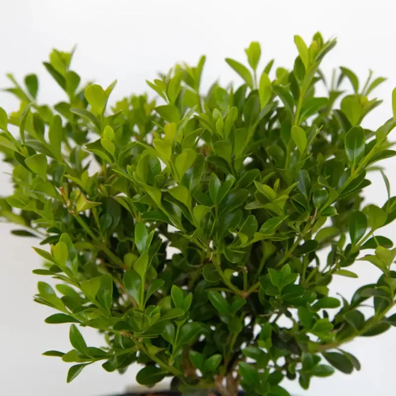 BetterBoxwood Babylon Beauty