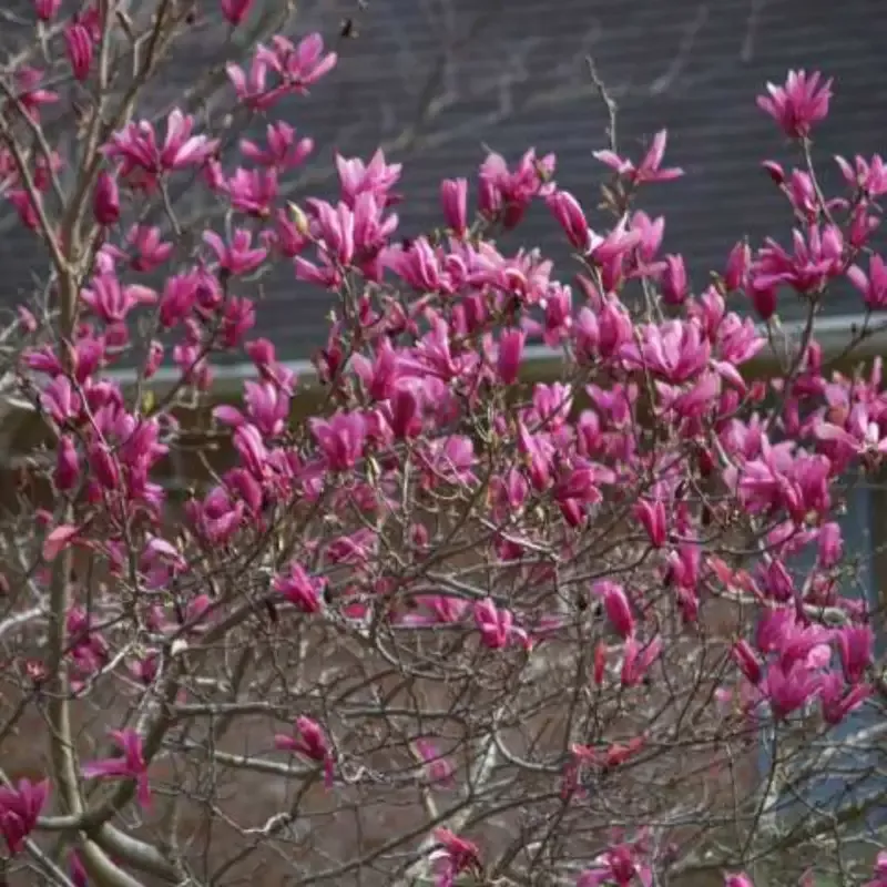 Betty Magnolia Tree