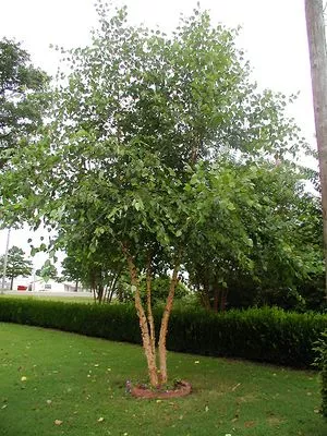 Betula n Heritage clump 16'