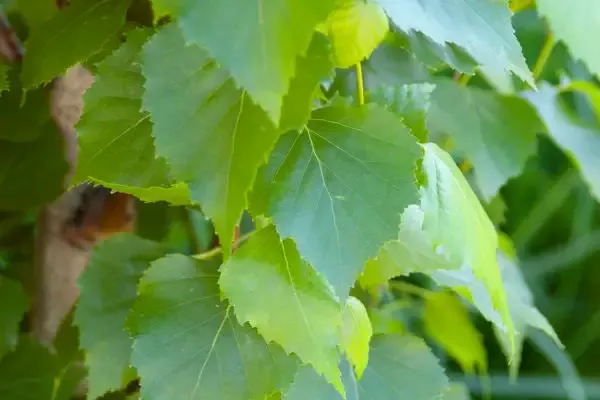 Betula- Parkland Pillar Birch 6′ Clump