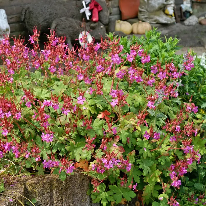 ‘Bevan’s Variety’ Cranesbill (Geranium)