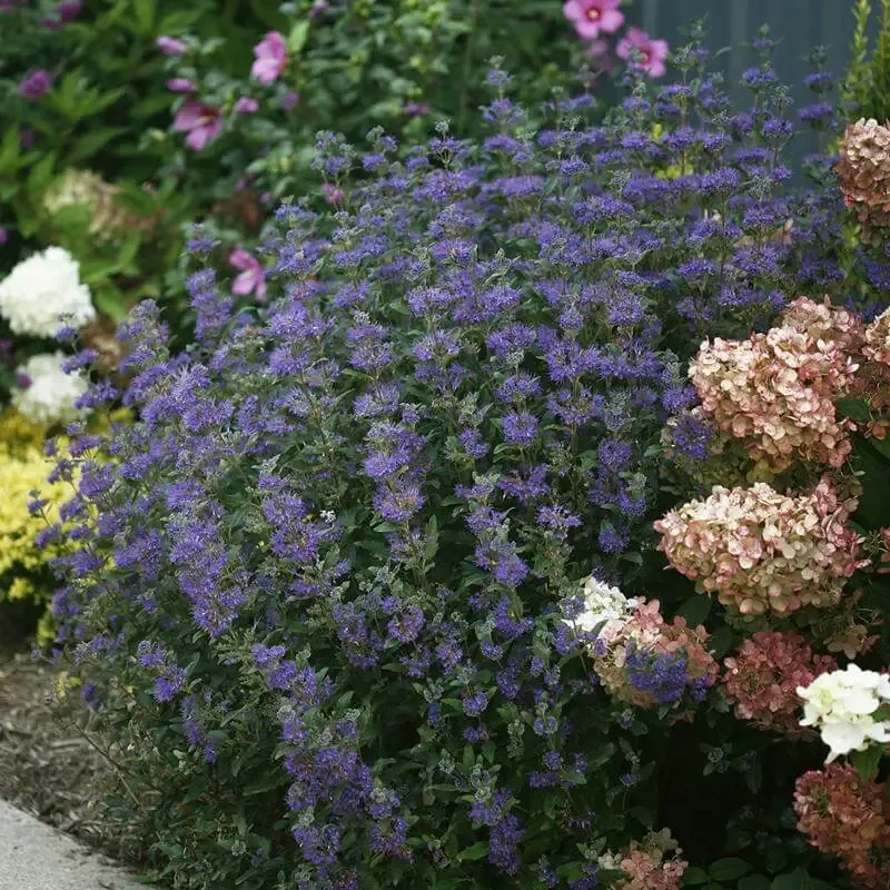 Beyond Midnight Bluebeard – Caryopteris