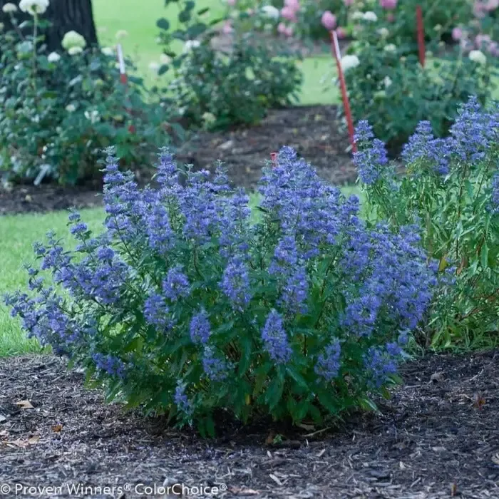 Beyond Midnight™ Caryopteris