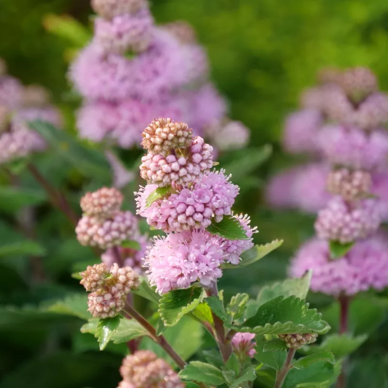 Beyond Pink’d™ Bluebeard (Caryopteris)