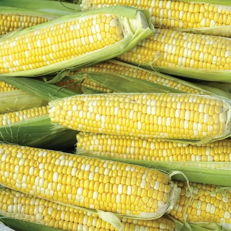 Bi-Licious Sweet Corn : 1/4 Pound