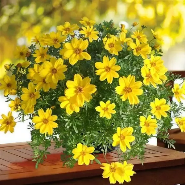 Bidens Sun kiss