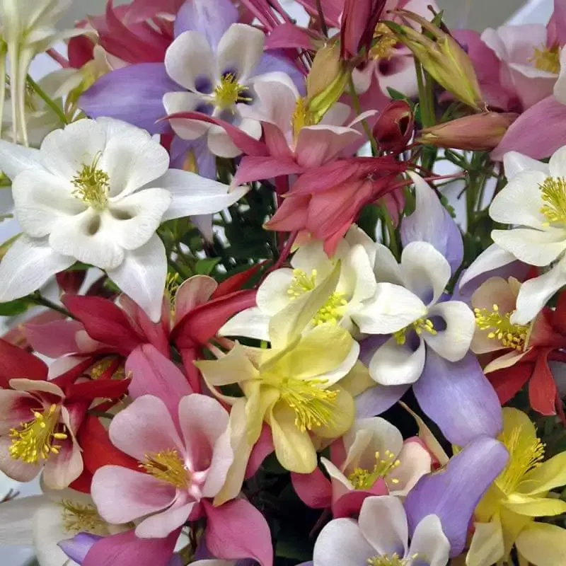 ‘Biedermeier Mix’ Columbine (Aquilegia)