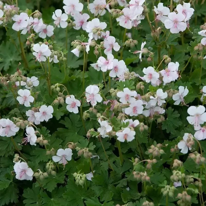 ‘Biokovo’ Cranesbill (Geranium)