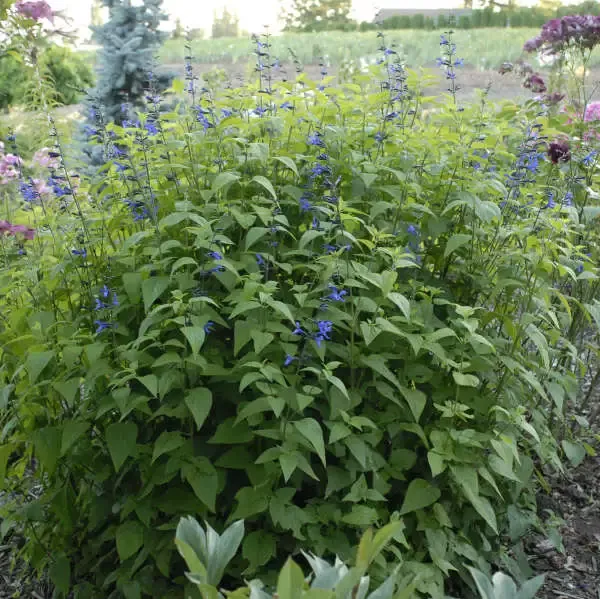 Black & Blue’ Blue Anise Sage Perennial Sage