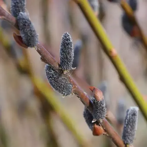 Black Cat™ Pussywillow