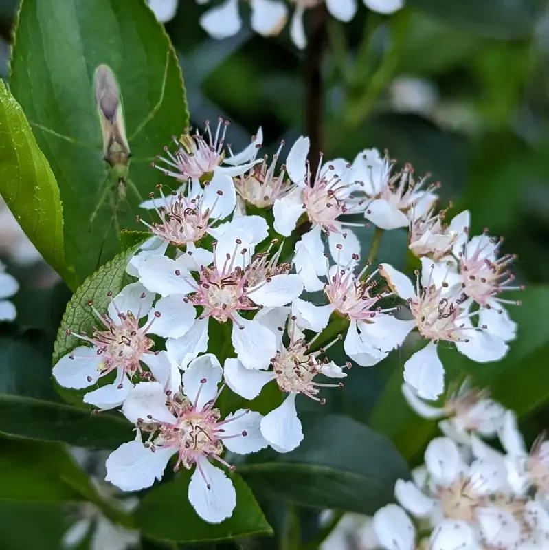 Black Chokeberry, Aronia melanocarpa