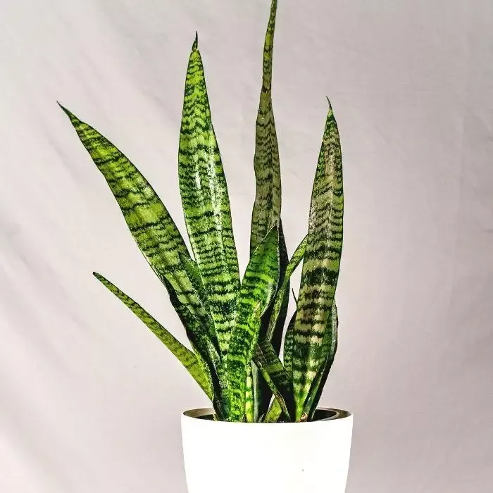 Black Coral Snake Plant