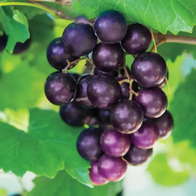 Black Fry Muscadine