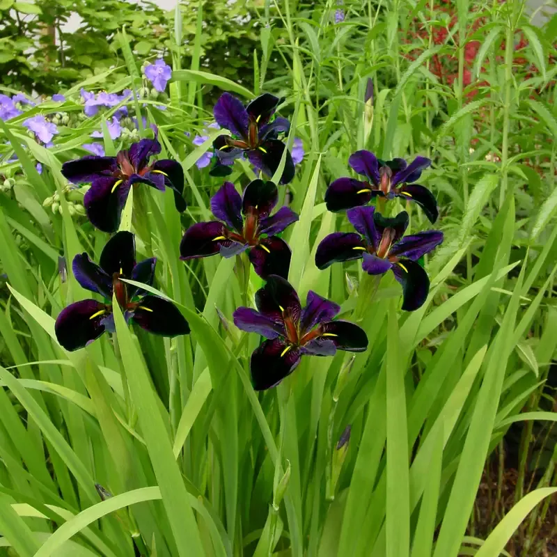 ‘Black Gamecock’ Louisiana Iris