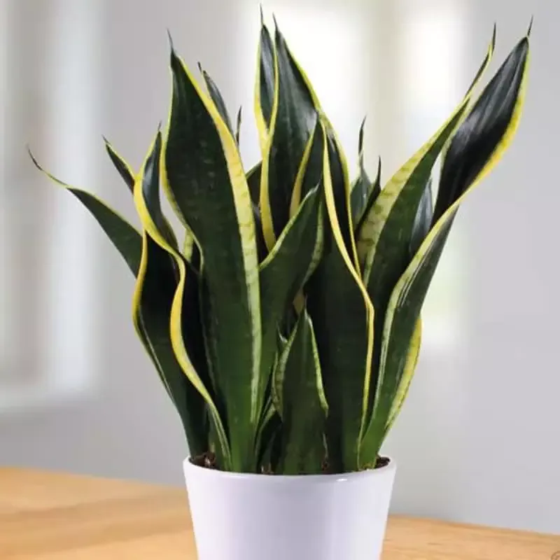 Black Gold Snake Plant