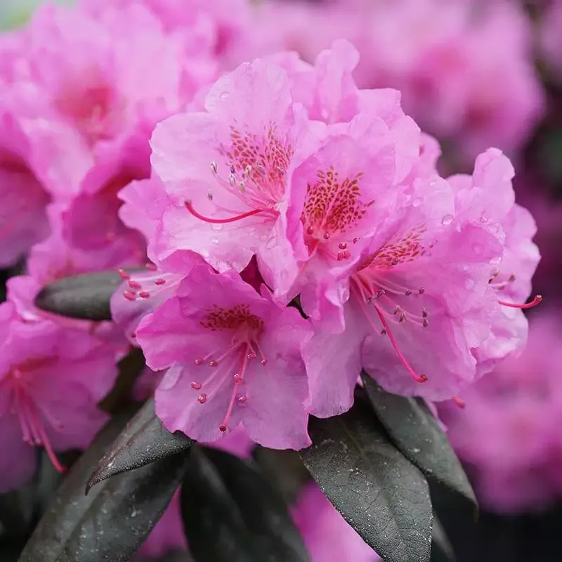 Black Hat™ Rhododendron