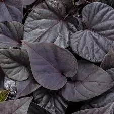 Black Heart Sweet Potato Vine