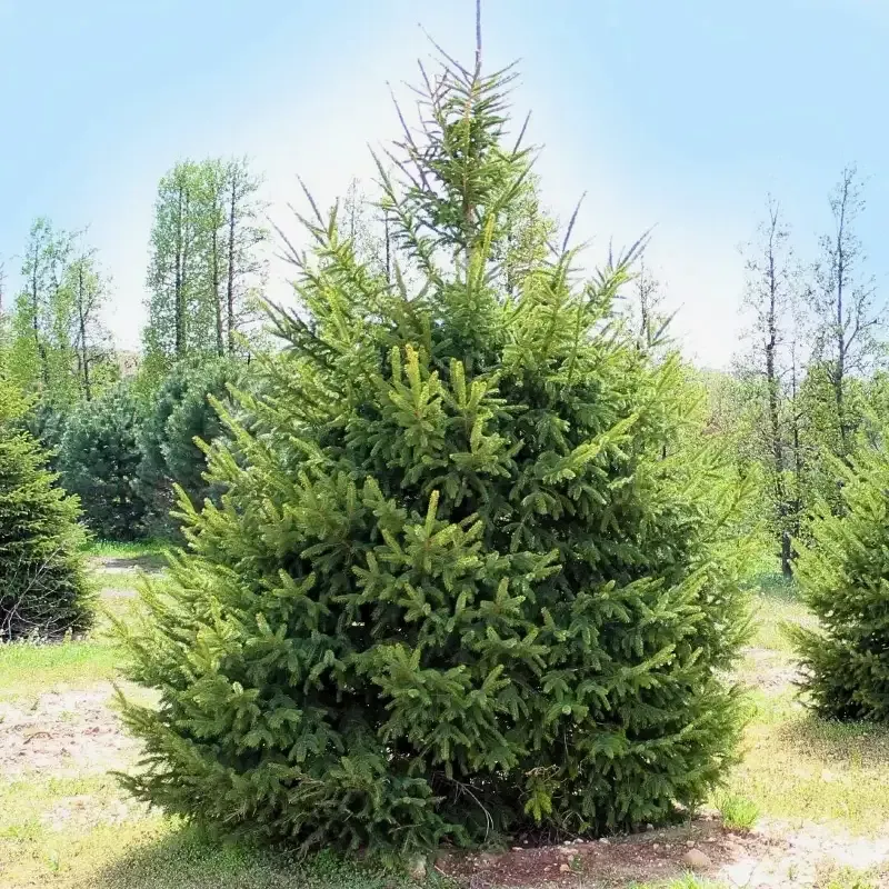 Black Hills Spruce