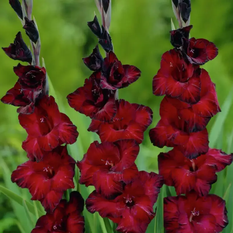‘Black Jack’ Gladiolus