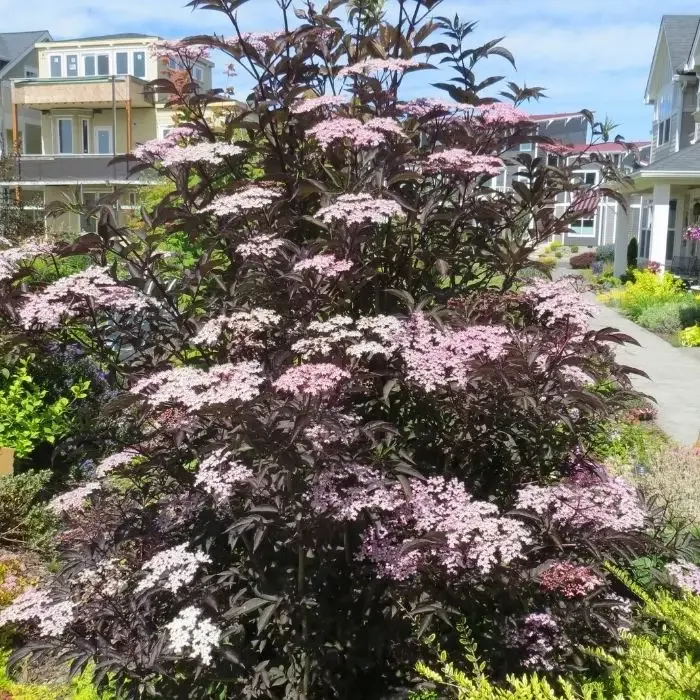 Black Lace™ Elderberry