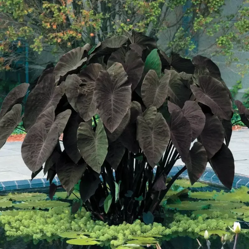 Black Magic Elephant Ear
