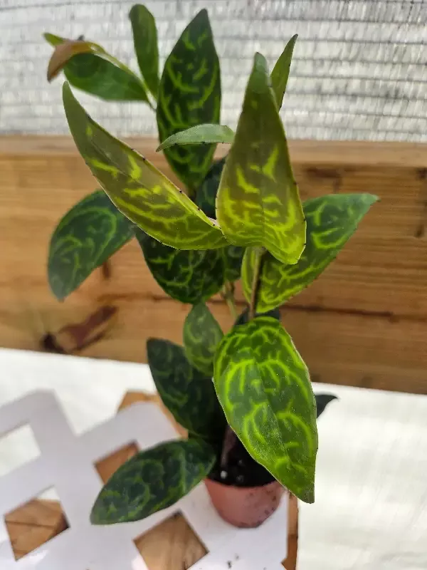 Black Pagoda Lipstick Plant