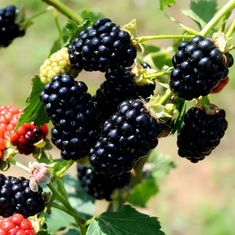 Blackberry Chickasaw