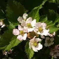 Blackberry – Marion
